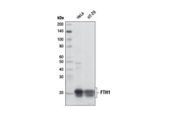 Cell Signaling Technology&nbsp;FTH1 D1D4 Rabbit mAb 100 ul