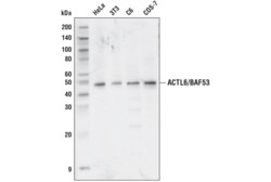 Cell Signaling Technology ACTL6/BAF53 Antibody 100 ul