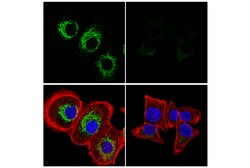 Cell Signaling Technology&nbsp;LACTB E2V3S Rabbit mAb 100 u