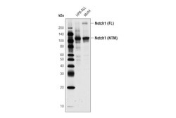Cell Signaling Technology&nbsp;Notch1 D6F11 XPR Rabbit mA