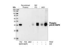 Cell Signaling Technology&nbsp;Phospho-p44/42 MAPK Erk1/2