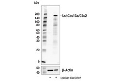 Cell Signaling Technology&nbsp;LshCas13a/C2c2  Leptotrichia