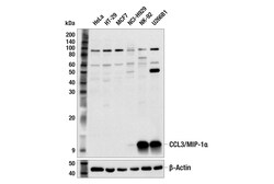 Cell Signaling Technology&nbsp;CCL3/MIP-1-alpha F3I3P Rabbi