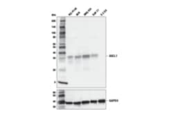 Cell Signaling Technology&nbsp;ASCL1 E7N9C Rabbit mAb 100 u