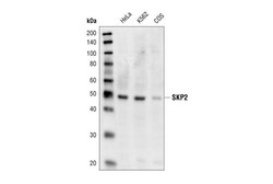 Cell Signaling Technology&nbsp;Skp2 Antibody 20 ul
