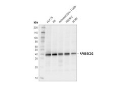 Cell Signaling Technology&nbsp;APOBEC3G D9C6Z Rabbit mAb 10