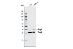 Cell Signaling Technology&nbsp;RagA D8B5 Rabbit mAb 20 ul