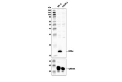 Cell Signaling Technology&nbsp;REG4 Antibody 100 ul
