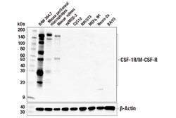 Cell Signaling Technology&nbsp;CSF-1R/M-CSF-R E6W9F Rabbit