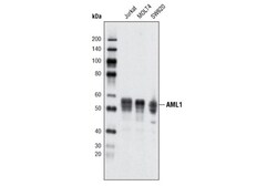 Cell Signaling Technology&nbsp;AML1 D33G6 XPR Rabbit mAb