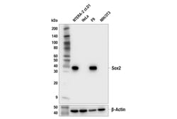 Cell Signaling Technology&nbsp;Sox2 E4I2X Rabbit mAb 100 ul