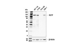 Cell Signaling Technology&nbsp;HLTF Antibody 100 ul