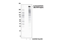Cell Signaling Technology&nbsp;FLASH/CASP8AP2 D3T8Q Rabbit