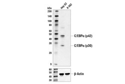 Cell Signaling Technology&nbsp;C/EBP-alpha D56F10 XPR Rab
