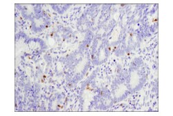 Cell Signaling Technology&nbsp;PD-1 EH33 Mouse mAb 20 ul