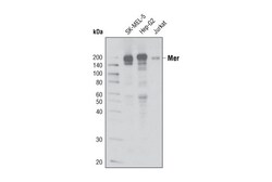 Cell Signaling Technology&nbsp;Mer D21F11 XPR Rabbit mAb