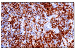 Cell Signaling Technology&nbsp;BOB-1/OBF-1 E5K1D Rabbit mAb