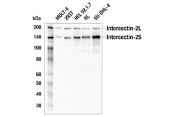 Cell Signaling Technology&nbsp;Intersectin-2 E5J9F Rabbit m