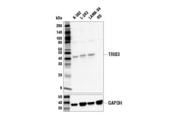 Cell Signaling Technology&nbsp;TRIB3 E7G5P Rabbit mAb 100 u