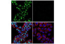 Cell Signaling Technology&nbsp;ZHX2 E5H5G Rabbit mAb 100 ul
