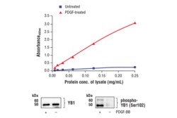 Cell Signaling Technology FastScantm Phospho-YB1 Ser1