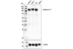 Cell Signaling Technology&nbsp;Cadherin-17 Antibody 100 ul