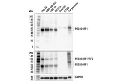 Cell Signaling Technology PEG10-RF1 E8W3W Rabbit mAb 1