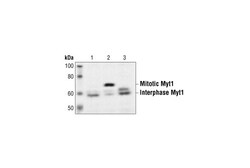 Cell Signaling Technology Myt1 Antibody 20 ul