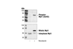 Cell Signaling Technology&nbsp;Phospho-Myt1 Ser83 Antibody