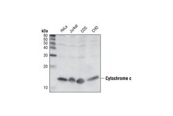 Cell Signaling Technology&nbsp;Cytochrome c 136F3 Rabbit mA