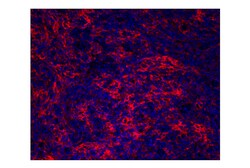 Cell Signaling Technology&nbsp;CD11c D3V1E XPR Rabbit mAb