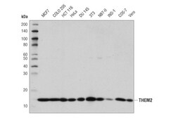 Cell Signaling Technology THEM2 Antibody 100 ul