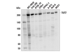 Cell Signaling Technology&nbsp;TUT7 E1R7Y Rabbit mAb 100 ul