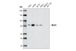 Cell Signaling Technology&nbsp;MLH1 D38G9 Rabbit mAb 20 ul