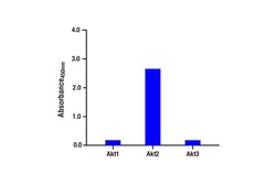 Cell Signaling Technology&nbsp;Phospho-Akt2 Ser474 Matched