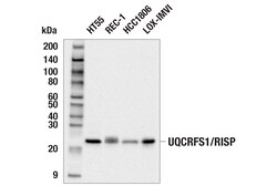 Cell Signaling Technology&nbsp;UQCRFS1/RISP E6Q7L Rabbit mA