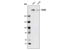 Cell Signaling Technology&nbsp;CHD3 Antibody 20 ul