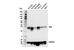 Cell Signaling Technology&nbsp;dCK F1B5N Rabbit mAb 100 ul