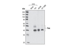 Cell Signaling Technology Fas C18C12 Rabbit mAb 20 ul