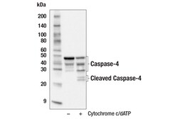 Cell Signaling Technology Caspase-4 F4T9L Rabbit mAb 1