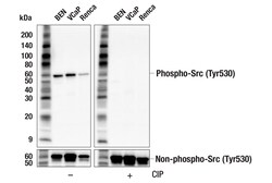 Cell Signaling Technology&nbsp;Phospho-Src Tyr530 F8Z1Z R