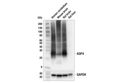 Cell Signaling Technology AQP4 E8W5A Mouse mAb 100 ul