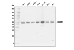 Cell Signaling Technology HMGCS1 D1Q9D Rabbit mAb 100
