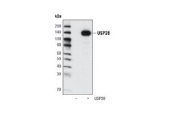 Cell Signaling Technology&nbsp;USP28 Antibody 20 ul