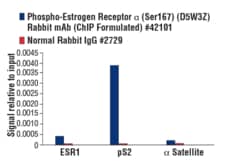 Cell Signaling Technology Phospho-Estrogen Receptor alph