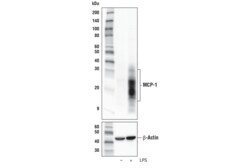 Cell Signaling Technology&nbsp;MCP-1 E9R7Z Rabbit mAb 100 u