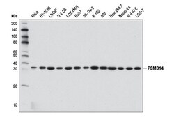 Cell Signaling Technology&nbsp;PSMD14 D18C7 Rabbit mAb 100