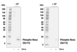 Cell Signaling Technology Phospho-Noxa Ser13 E8I9P R