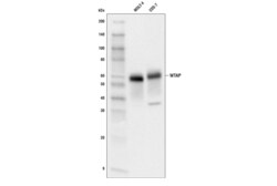 Cell Signaling Technology&nbsp;WTAP E7O5B Rabbit mAb 100 ul