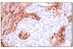 Cell Signaling Technology&nbsp;HLA-B BC43 Mouse mAb 100 ul